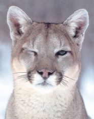 Liberty Central