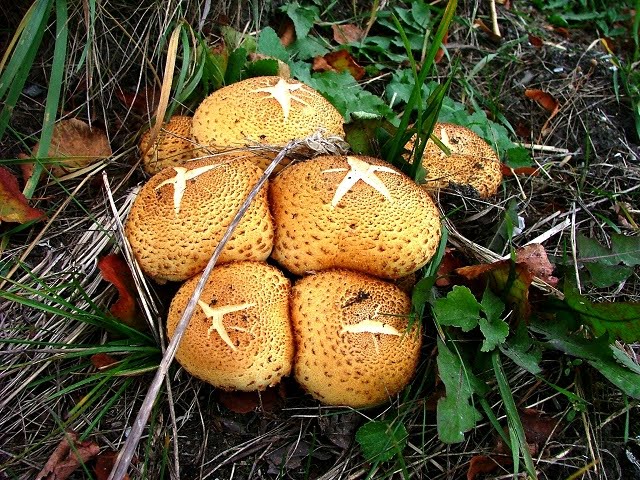 Pholiota squarrosa