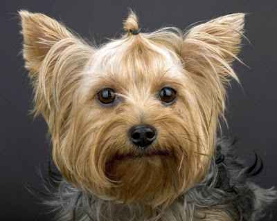 Cute dog breeds Seen On coolpicturesgallery.blogspot.com