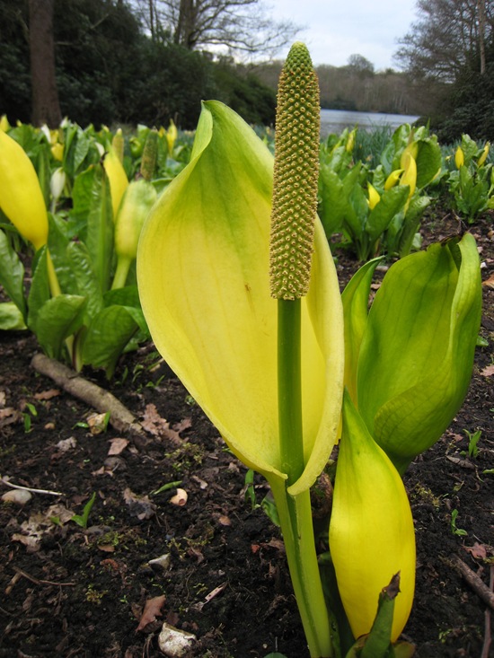 WESTERN SKUNK CABBAGE