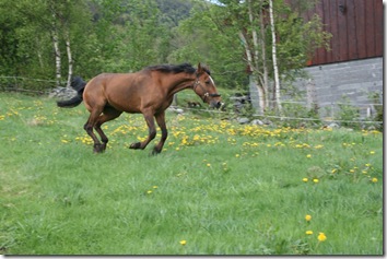 Hestane 035