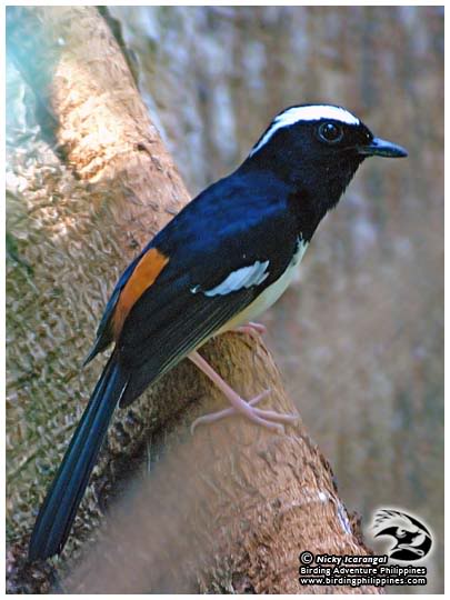 SUB SPESIES MURAI BATU (Copsychus Malabaricus)  DAPUR BURUNG