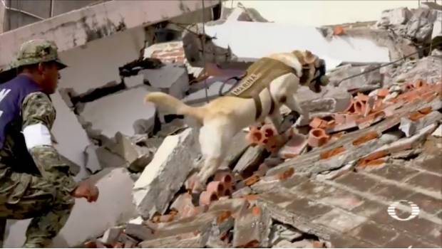 Unidad canina de la Marina rescata a 12 personas vivas de escombros en Oaxaca