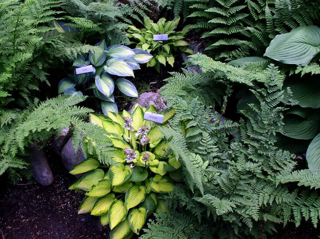 a shade garden off Peacham