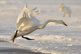 Whooper Swan 