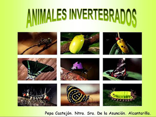  Animales invertebrados