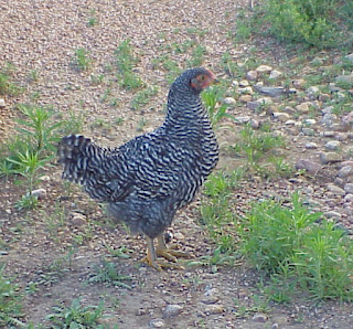 chicken hen egg