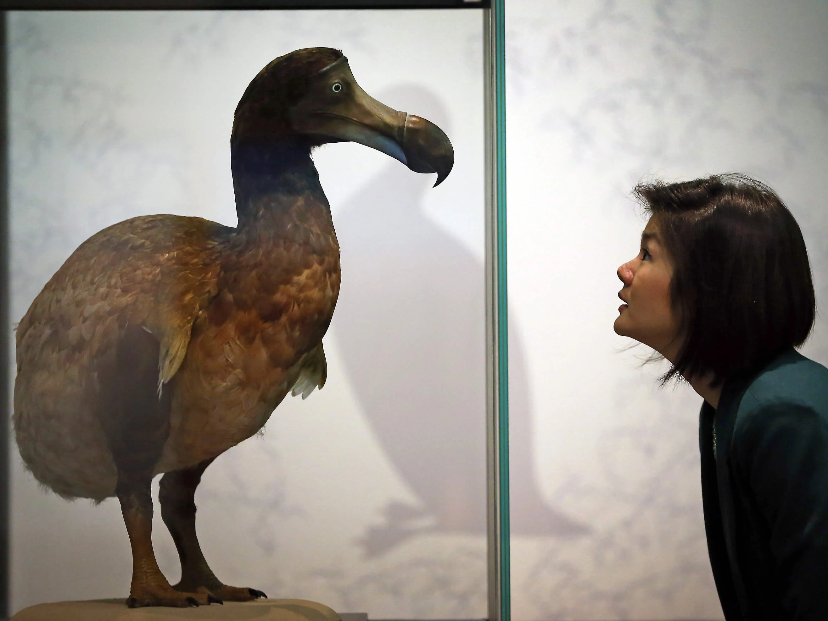 Dodo historia, como lo van a revivir, extinción, real, donde vivía, tamaño real, características, alimentación, ultimo dodo, porque se llama dodo