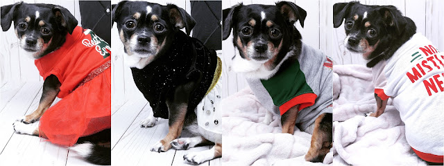 PetSmart Haul | Sophia Fashion Model: Winter & Holiday Edition