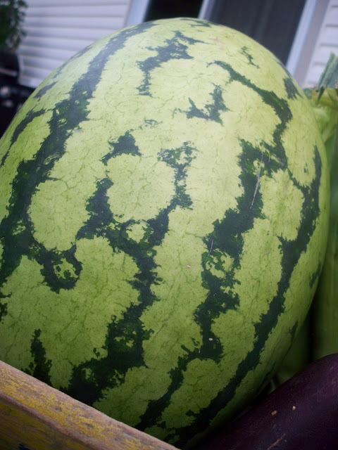 a huge organic watermelon fresh from the farm