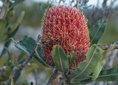 Firewood Banksia (Banksia menziesii)