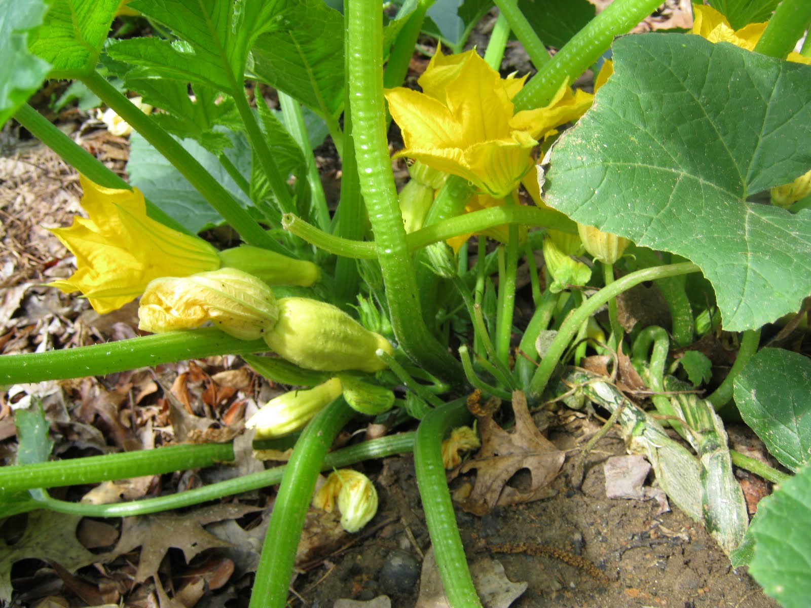 Pictures Of Squash