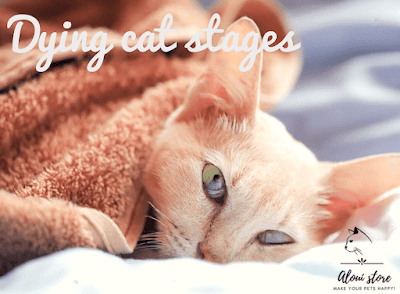 Dying cat stages