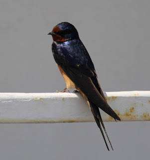 Swallow