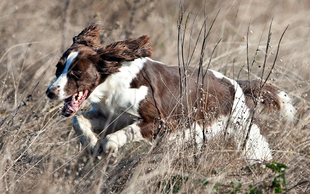 Perros - HD - Dogs