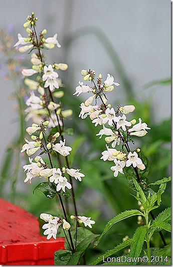 Copy (1) of Penstemon Huskers Red