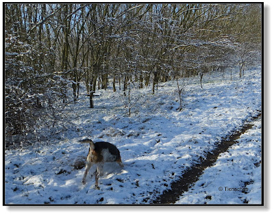 unterwegs mit Hund