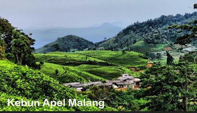 Perkebunan Apel Malang