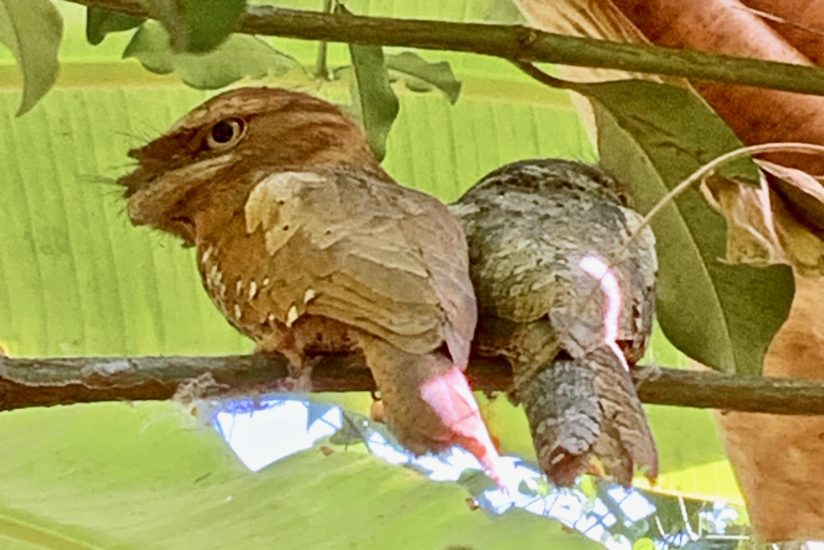 Sri Lankan Frogmouth male and female