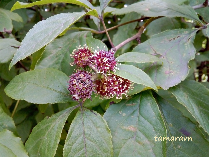 Свободноягодник сидячецветковый (Acanthopanax sessiliflorus, =Eleutherococcus sessiliflorus)