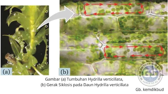 Gerak pada tumbuhan apa saja?, Apa contoh gerak yang mencerminkan gerak tumbuhan? Bagaimana cara tumbuhan bergerak dan contohnya?, Bagaimana sistem gerak pada tumbuhan?, 3 macam gerak pada tumbuhan, gerak pada tumbuhan pdf macam-macam gerak pada tumbuhan, contoh gerak higroskopis, tuliskan 4 contoh gerak pada tumbuhan, contoh gerak pada tumbuhan, gerak endonom adalah, salah satu bentuk gerak pada tumbuhan adalah