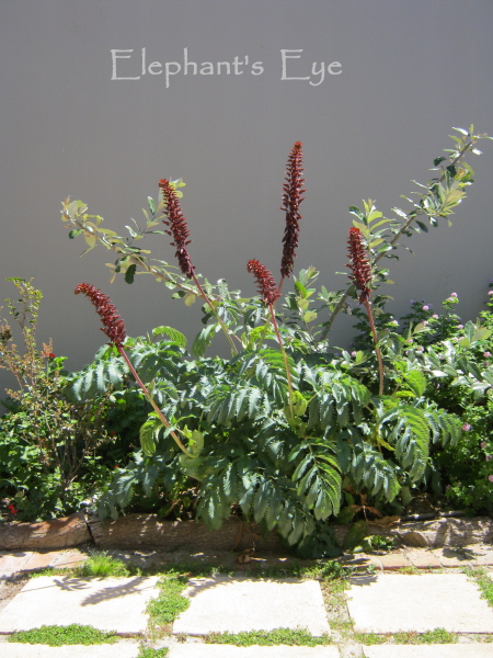 Image of Melianthus major plant in fall