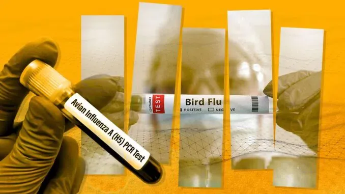 WHO Warns That Bird flu May Now Be Spreading Between Humans