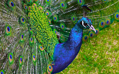 Ltest HD Wallpaper peacock | peacock HD Wallpapers | peacock  hd Pics |  Download pecock Pictures Desktop | peacock hd picture | Latest peacock Wallpapers | peacock hd  Stock Photos |  peacock hd Wallpapers, Pictures and Desktop Backgrounds | peacock  hd Photos | HD Wallpaper birds | peacock birds full hd wallpaper