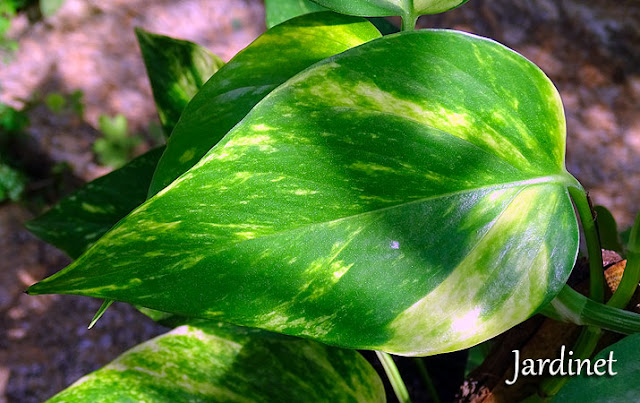 Como cultivar a jiboia