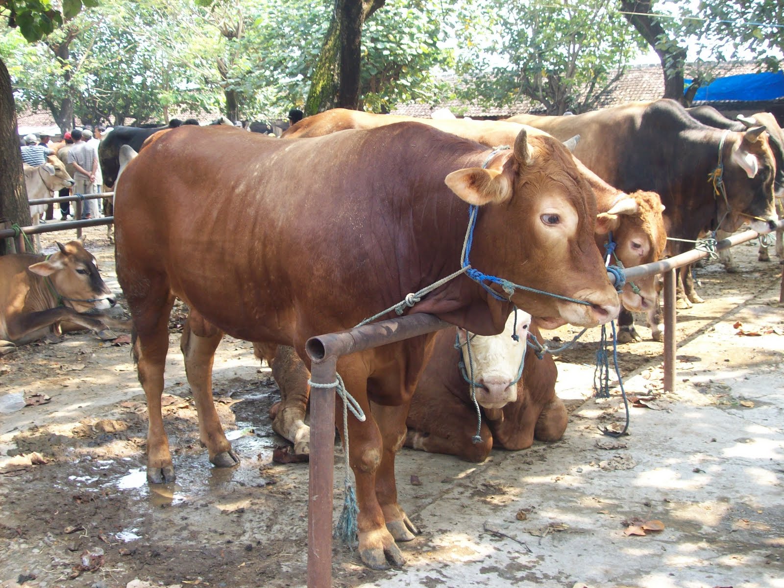 Pemilihan bibit ternak: sapi untuk korban