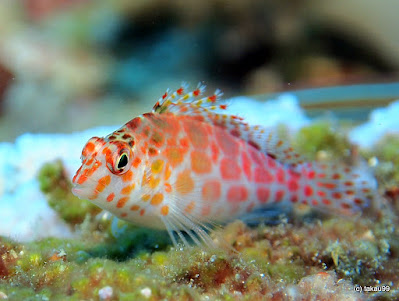 Coral hawkfish - Cirrhitichthys oxycephalus