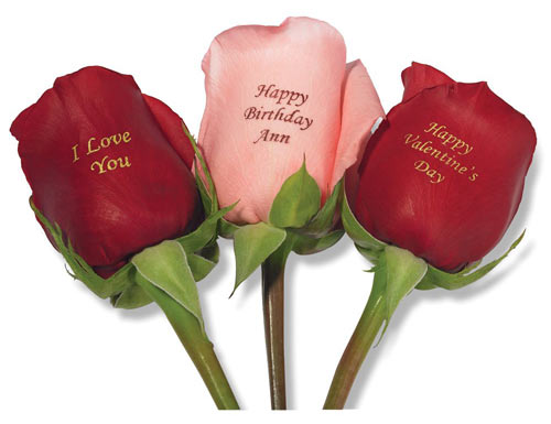 wallpapers of flowers roses. Valentines Day Roses (Cool and