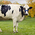 Tallest cow ever - Guinness World Records pays tribute to Blosom