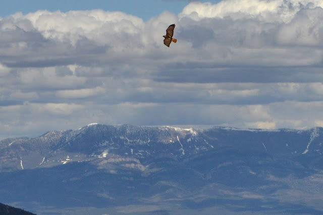 red tailed hawk