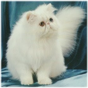Kucing Persia (Persian Longhair)