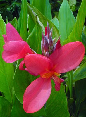 Beautiful flower, Canna 