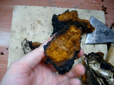 chaga fungus 06