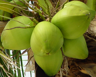 Buah Kelapa