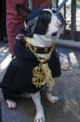 Gangsta Dog Seen On www.coolpicturegallery.us