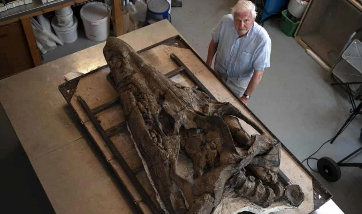 Crânio de colossal ‘monstro marinho’ pré-histórico encontrado nas falésias de Dorset.