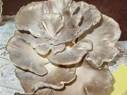 PLEUROTUS