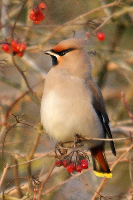 Sidesturt - Pestvogel - Bombycilla garrulus