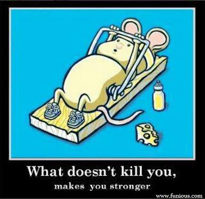 Funny Mouse  Images 