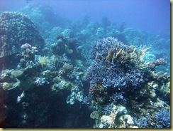 Coral Garden
