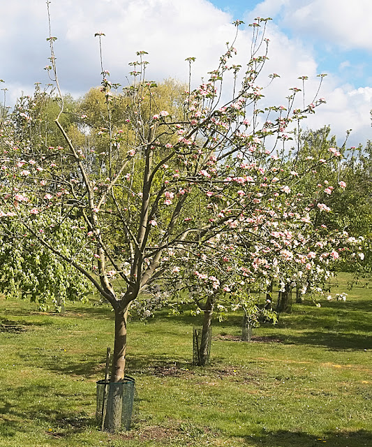 A row of apple trees all in flower