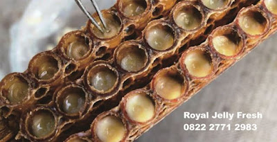 royal jelly solo, pusat royal jelly disolo, peternak lebah disolo, petani lebah solo, toko royal jelly disolo, penjual royal jelly disolo, agen royal jelly disolo, pedagang royal jelly disolo, harga royal jelly asli disolo, harga royal jelly murni disolo, pengepul madu solo, pengepul royal jelly disolo, obat kesuburan wanita, obat kesuburan pria disolo, manfaat royal jelly