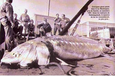 Giant sturgeon caught near Seattle