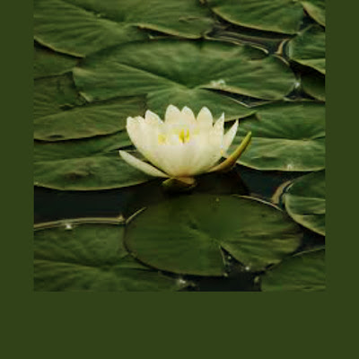 How do know thorny Water Lily.?