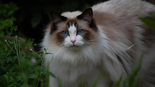 Ragdoll