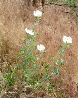 prickly poppy Argemone polyanthemos